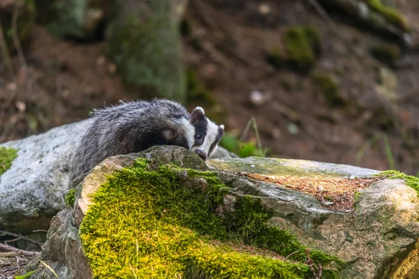 Badger Hutan Hewan Habitat Alam Jerman Eropa Wild Badger Meles — Stok Foto