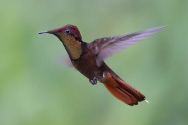 Sinek kuşu (Trochilidae) uçan Ekvador gems
