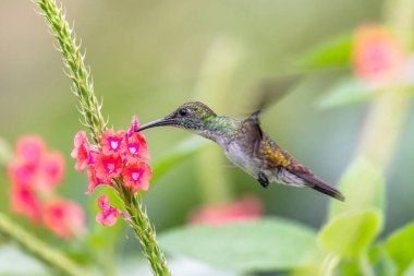 Mavi sinekkuşu Violet Sabrewing güzel kırmızı çiçeğin yanında uçuyor. Teneke kuş ormanda uçar. Kosta Rika 'da vahşi yaşam. Ormanda çiçekten nektar emen iki kuş. Kuş davranışları