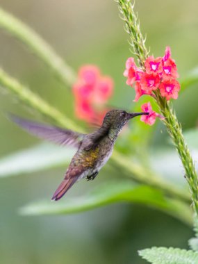 Sinek kuşu (Trochilidae) uçan Ekvador gems