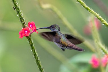 Mavi sinekkuşu Violet Sabrewing güzel kırmızı çiçeğin yanında uçuyor. Teneke kuş ormanda uçar. Kosta Rika 'da vahşi yaşam. Ormanda çiçekten nektar emen iki kuş. Kuş davranışları