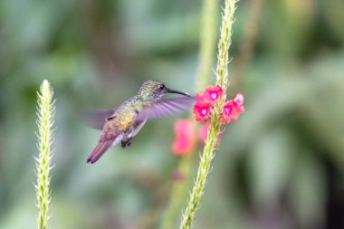 Sinek kuşu (Trochilidae) uçan Ekvador gems