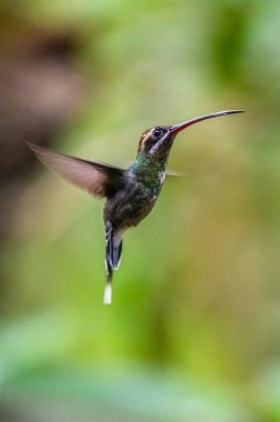 Mavi sinekkuşu Violet Sabrewing güzel kırmızı çiçeğin yanında uçuyor. Teneke kuş ormanda uçar. Kosta Rika 'da vahşi yaşam. Ormanda çiçekten nektar emen iki kuş. Kuş davranışları