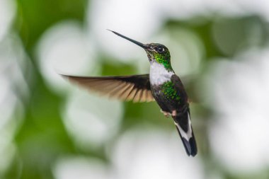 Mavi sinekkuşu Violet Sabrewing güzel kırmızı çiçeğin yanında uçuyor. Teneke kuş ormanda uçar. Kosta Rika 'da vahşi yaşam. Ormanda çiçekten nektar emen iki kuş. Kuş davranışları