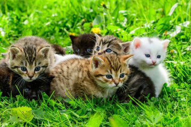 Çimenlikteki bir grup kedi yavrusu