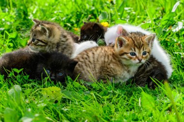Çimenlikteki bir grup kedi yavrusu