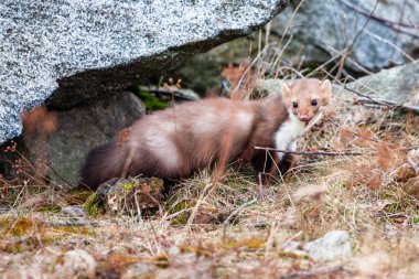 Stone marten, Martes foina, with clear green background. Detail portrait of forest animal. Small predator sitting on the beautiful green mossy tree trunk in the forest. clipart