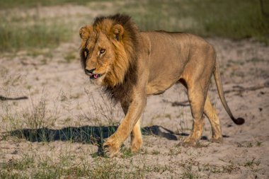 Güçlü aslan avı Kenya'daki Masai Mara, (Panthera leo için hazır lionesses izliyor)