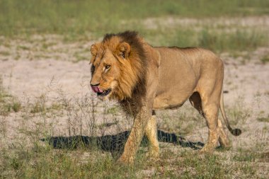 Güçlü aslan avı Kenya'daki Masai Mara, (Panthera leo için hazır lionesses izliyor)