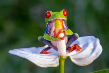 Kırmızı gözlü ağaç kurbağası, Agalychnis callidryas, Kosta Rika 'daki tropikal ormanda yeşil bir izinde oturuyor..