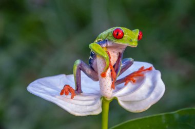 Kırmızı gözlü ağaç kurbağası, Agalychnis callidryas, Kosta Rika 'daki tropikal ormanda yeşil bir izinde oturuyor..