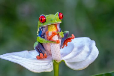 Kırmızı gözlü ağaç kurbağası, Agalychnis callidryas, Kosta Rika 'daki tropikal ormanda yeşil bir izinde oturuyor..