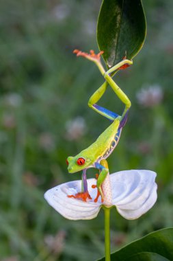 Kırmızı gözlü ağaç kurbağası, Agalychnis callidryas, Kosta Rika 'daki tropikal ormanda yeşil bir izinde oturuyor..