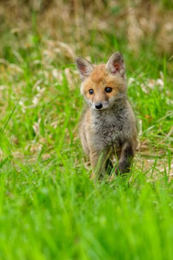 Şirin Kızıl Tilki, Vulpes vulpes sonbahar ormandaki. Güzel hayvan doğa ortamlarında. Vahşi doğa vahşi yaşam mahallinden. Kırmızı turuncu sonbahar yaprakları koşan tilki