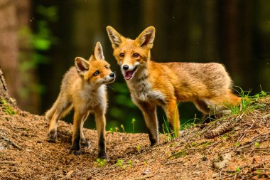 Şirin Kızıl Tilki, Vulpes vulpes sonbahar ormandaki. Güzel hayvan doğa ortamlarında. Vahşi doğa vahşi yaşam mahallinden. Kırmızı turuncu sonbahar yaprakları koşan tilki