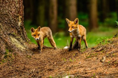 Şirin Kızıl Tilki, Vulpes vulpes sonbahar ormandaki. Güzel hayvan doğa ortamlarında. Vahşi doğa vahşi yaşam mahallinden. Kırmızı turuncu sonbahar yaprakları koşan tilki