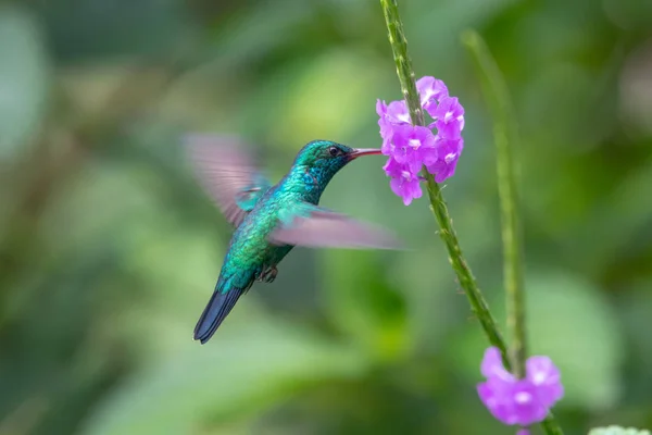 Kolibrier Trochilidae Flygande Pärlor Ecuador — Stockfoto