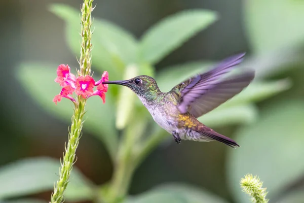 Flying Kolibrów Trochilidae Kamienie Ekwador — Zdjęcie stockowe