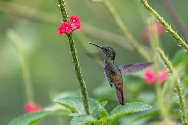 Kolibries Trochilidae Flying Gems Ecuador — Stockfoto