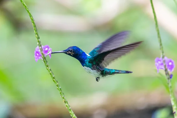 Flying Kolibrów Trochilidae Kamienie Ekwador — Zdjęcie stockowe