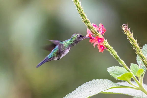 Blauwe Kolibrie Violet Sabrewing Vliegt Naast Mooie Rode Bloem Tinny — Stockfoto