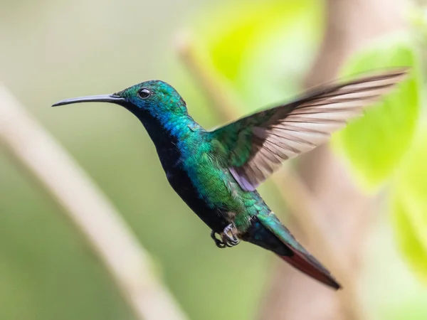 Kék Kolibri Violet Sabrewing Repül Mellett Gyönyörű Piros Virág Tinny — Stock Fotó