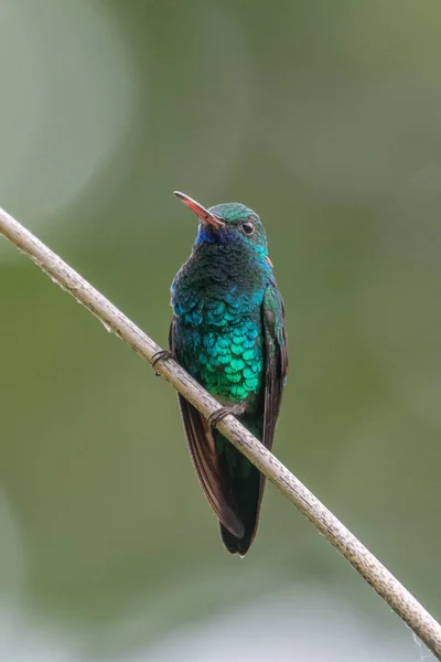 Blue hummingbird Violet Sabrewing flying next to beautiful red flower. Tinny bird fly in jungle. Wildlife in tropic Costa Rica. Two bird sucking nectar from bloom in the forest. Bird behaviour