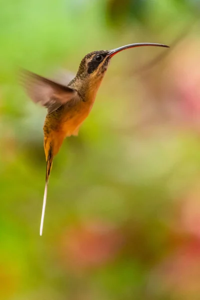 Kolibřík Trochilidae Létající Drahokamy — Stock fotografie