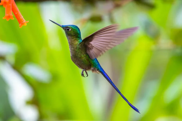 Koliber Trochilidae Klejnoty Latające — Zdjęcie stockowe