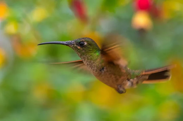 Hummingbird(Trochilidae)Flying gems