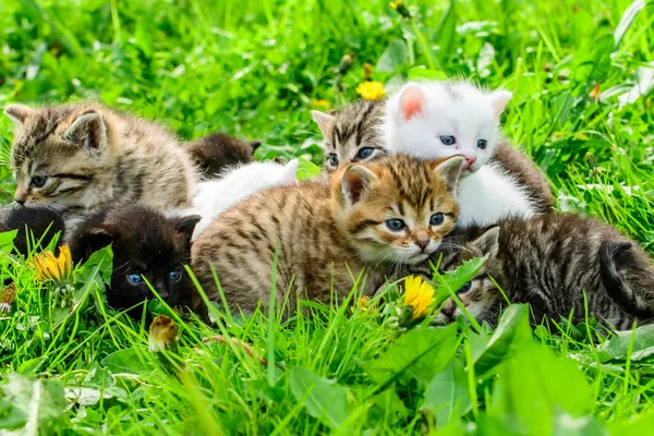 Çimenlikteki Bir Grup Kedi Yavrusu — Stok fotoğraf