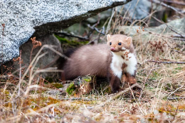 Stone Marten Martes Foina Clear Green Background Detail Portrait Forest — Stock Photo, Image