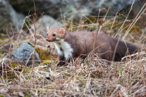 Stone Marten Martes Foina Clear Green Background Detail Portrait Forest — Stock Photo, Image