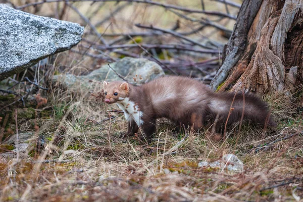 Stone Marten Martes Foina Clear Green Background Detail Portrait Forest — Stock Photo, Image