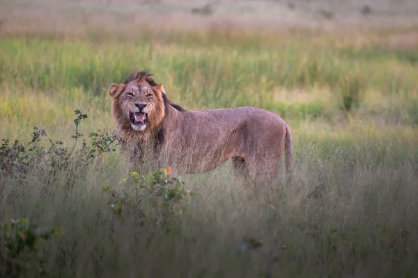 Mighty Lion Наблюдает Львицами Которые Готовы Охоте Масаи Мара Кения — стоковое фото