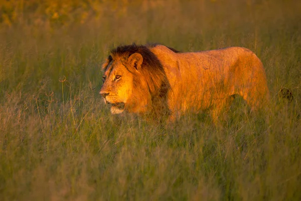 Hatalmas Oroszlán Néz Lionesses Aki Készen Áll Vadászat Masai Mara — Stock Fotó