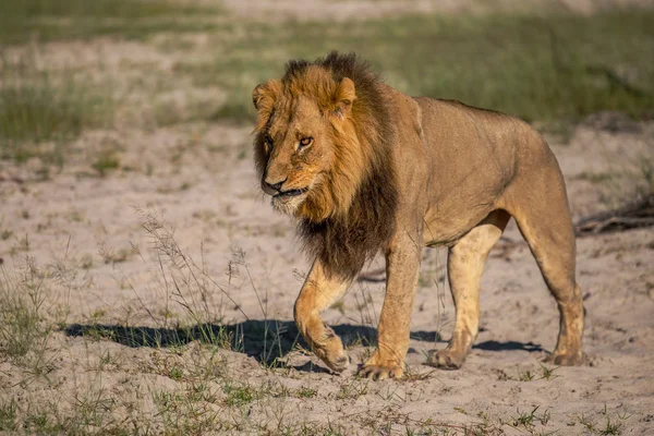 Güçlü aslan avı Kenya'daki Masai Mara, (Panthera leo için hazır lionesses izliyor)