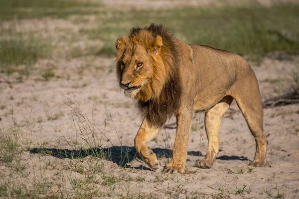 在肯尼亚的马赛马拉 一只准备狩猎的狮子们观看了这只雄狮 Panthera Leo — 图库照片