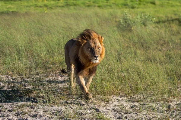 Mighty Lion Наблюдает Львицами Которые Готовы Охоте Масаи Мара Кения — стоковое фото