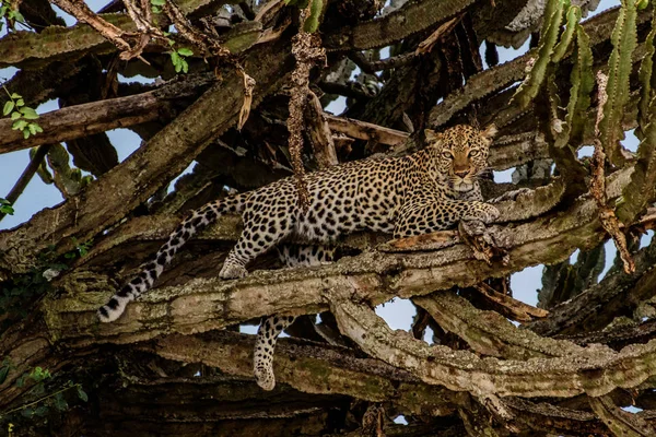 Leopard Chůzi Směrem Fotoaparátu Kruger National Park Jihoafrická Republika — Stock fotografie