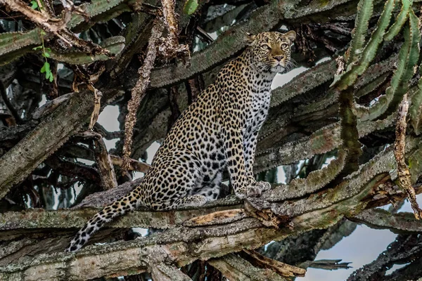 Leopard Chůzi Směrem Fotoaparátu Kruger National Park Jihoafrická Republika — Stock fotografie