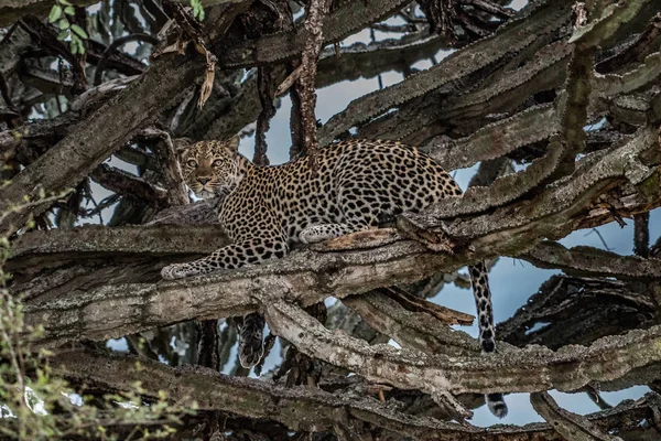 Leopardo Caminhando Direção Câmera Parque Nacional Kruger África Sul — Fotografia de Stock