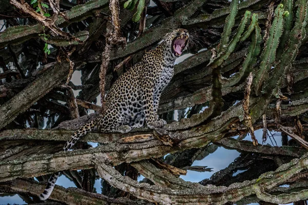 Leopardo Caminhando Direção Câmera Parque Nacional Kruger África Sul — Fotografia de Stock