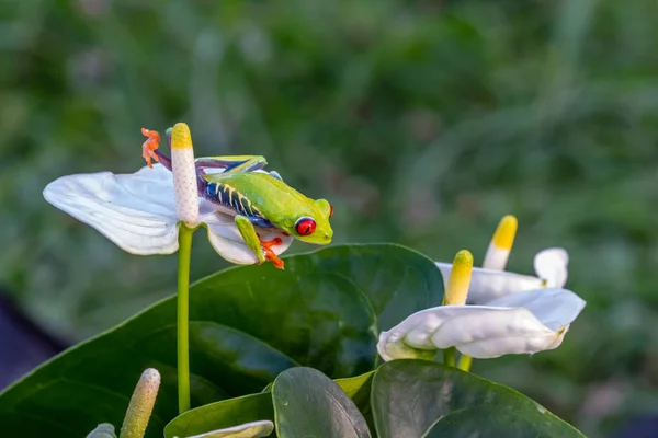 Rödögd Trädgroda Agalychnis Callidryas Sittande Grön Löv Tropisk Skog Costa — Stockfoto