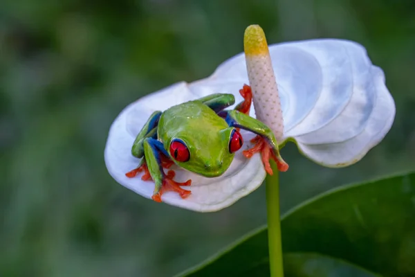 Žabák Červenooký Agalychnis Callidryas Sedící Zelené Dovolené Tropickém Lese Kostarice — Stock fotografie