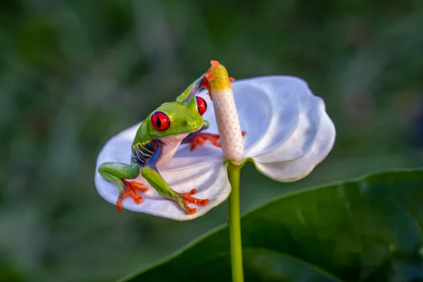 Kırmızı Gözlü Ağaç Kurbağası Agalychnis Callidryas Kosta Rika Daki Tropikal — Stok fotoğraf
