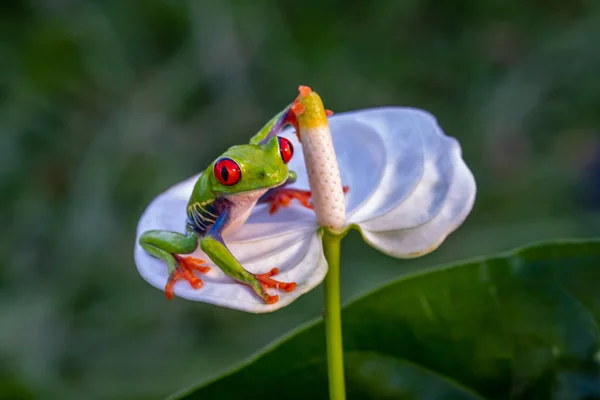 Rana Arborícola Ojos Rojos Agalychnis Callidryas Sentada Green Leave Bosque — Foto de Stock