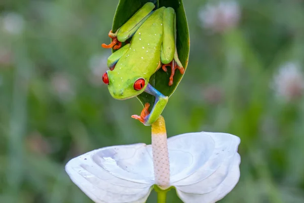 Rödögd Trädgroda Agalychnis Callidryas Sittande Grön Löv Tropisk Skog Costa — Stockfoto