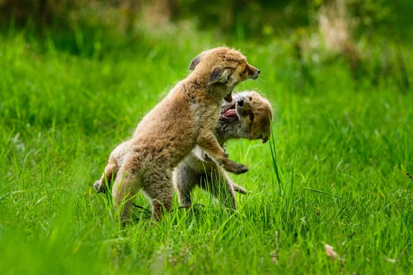 Schattige Vos Vulpes Vulpes Herfst Bos Prachtige Dier Natuur Habitat — Stockfoto