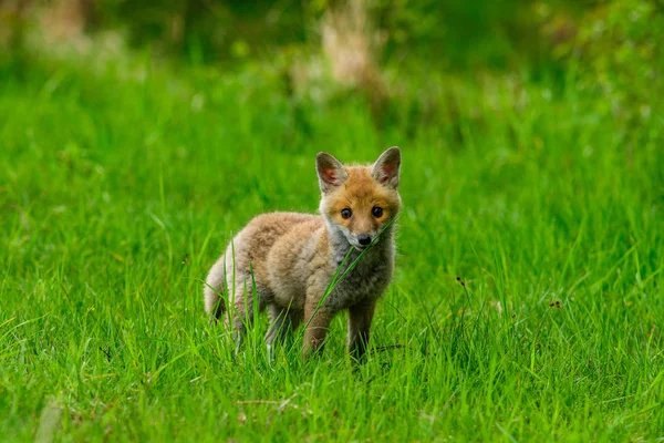 Drăguţă Vulpe Roşie Vulpi Vulpi Pădurea Toamnă Animale Frumoase Habitatul — Fotografie, imagine de stoc